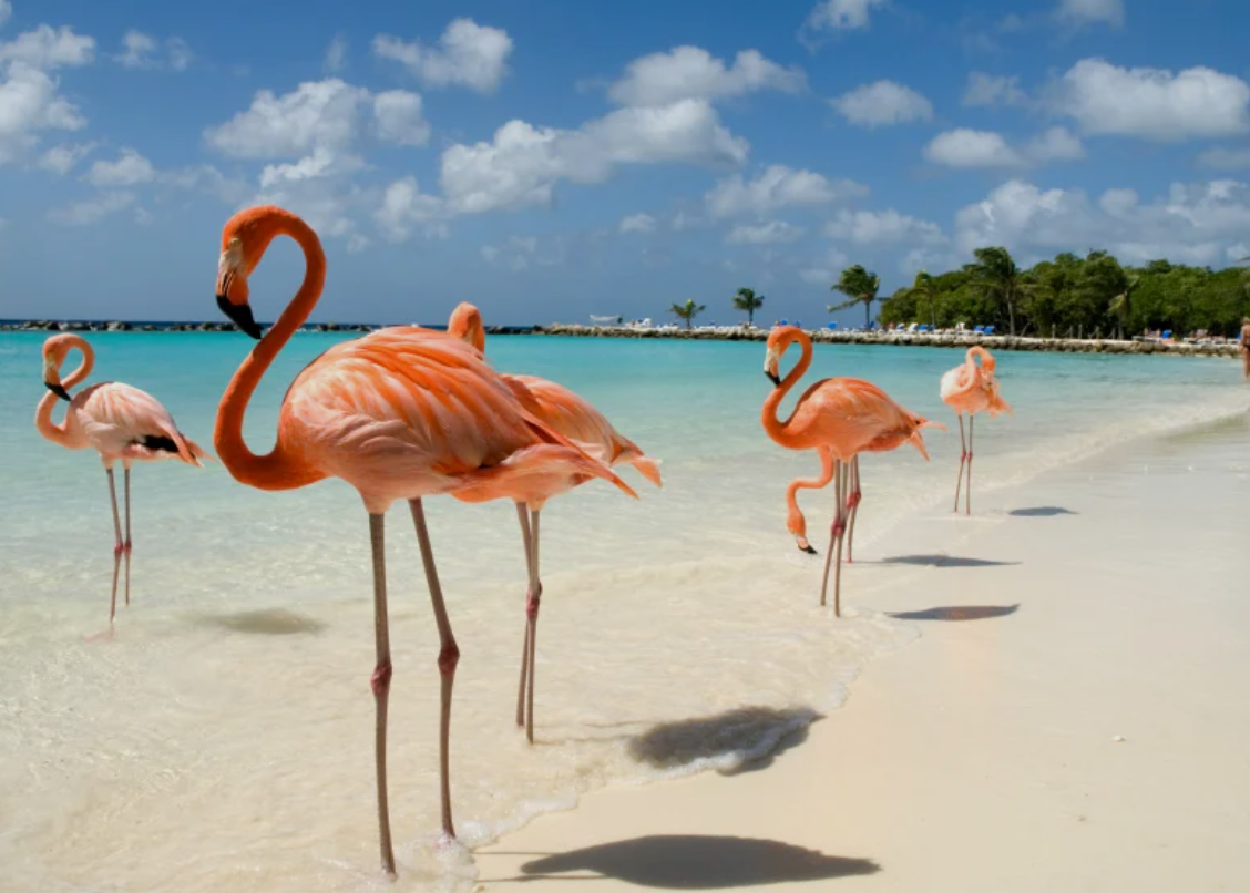 ¡Arranca la aventura caribeña!